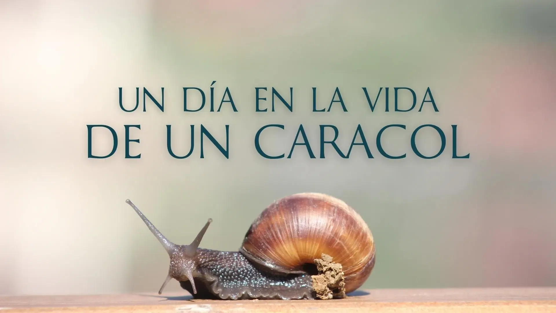 Un día en la vida de un caracol